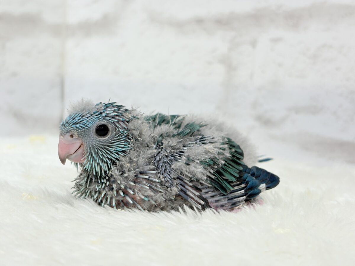 サザナミインコ