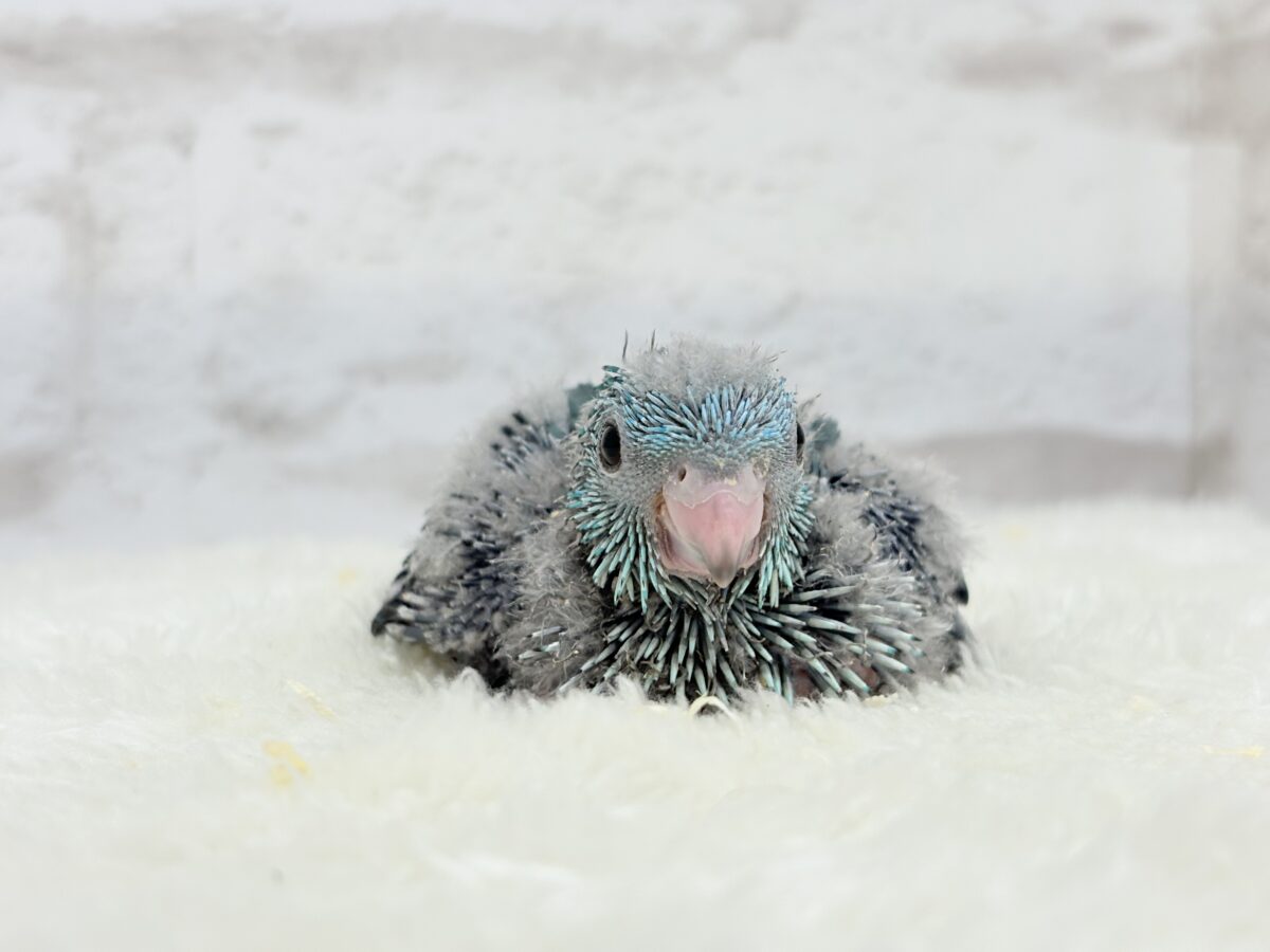 サザナミインコ