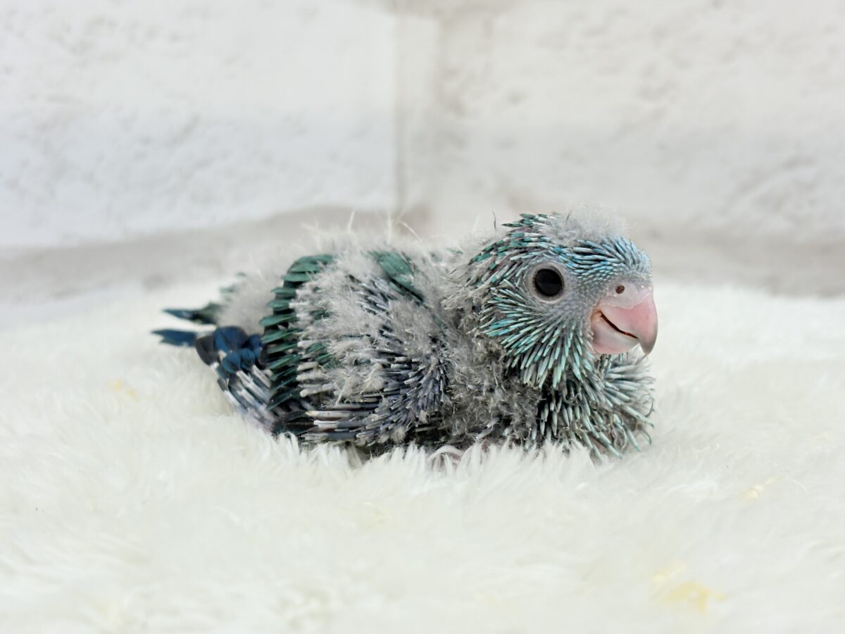 サザナミインコ