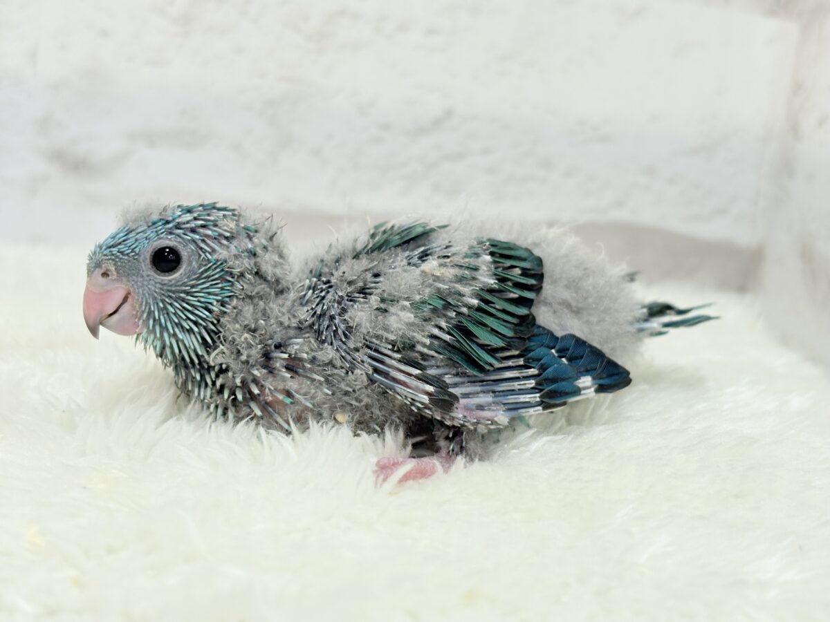 サザナミインコ
