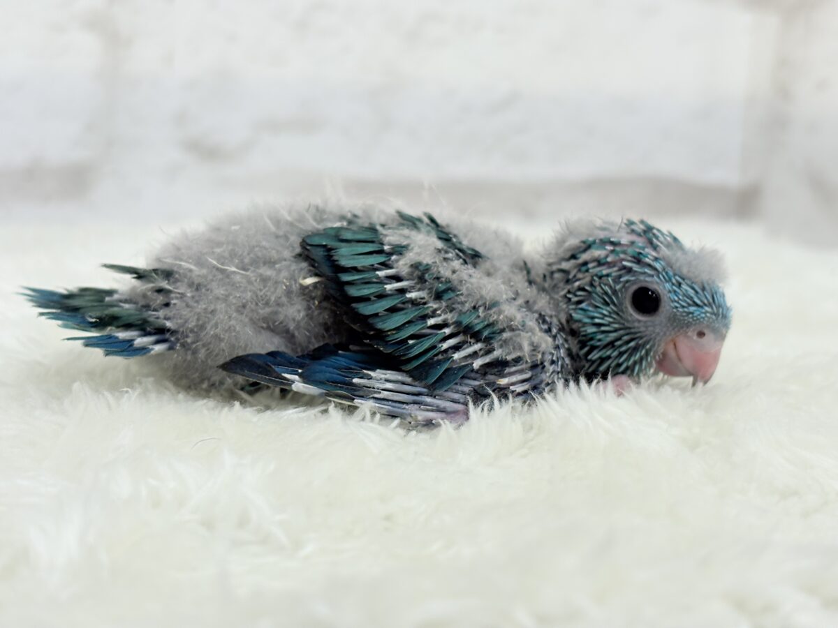サザナミインコ