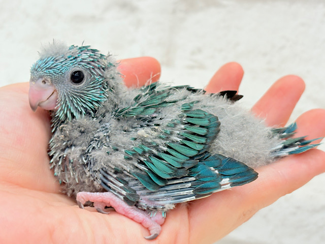 これを聞かなきゃ1日が終われない！？🐣🎤💙サザナミインコ(ブルー) ヒナ