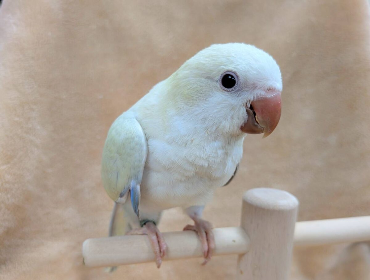 オキナインコ