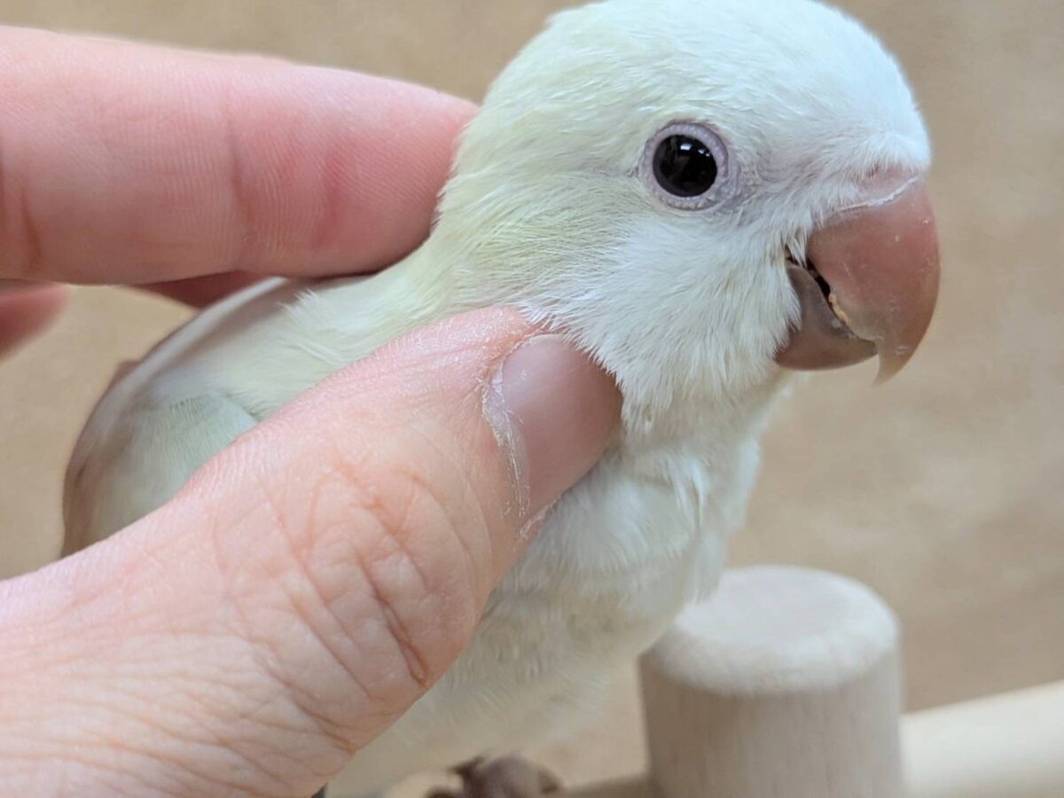 ファンシーポップ🍬🪅🫧オキナインコ(アクアブルーパリドオパーリン)