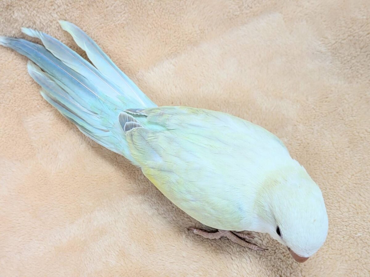 オキナインコ