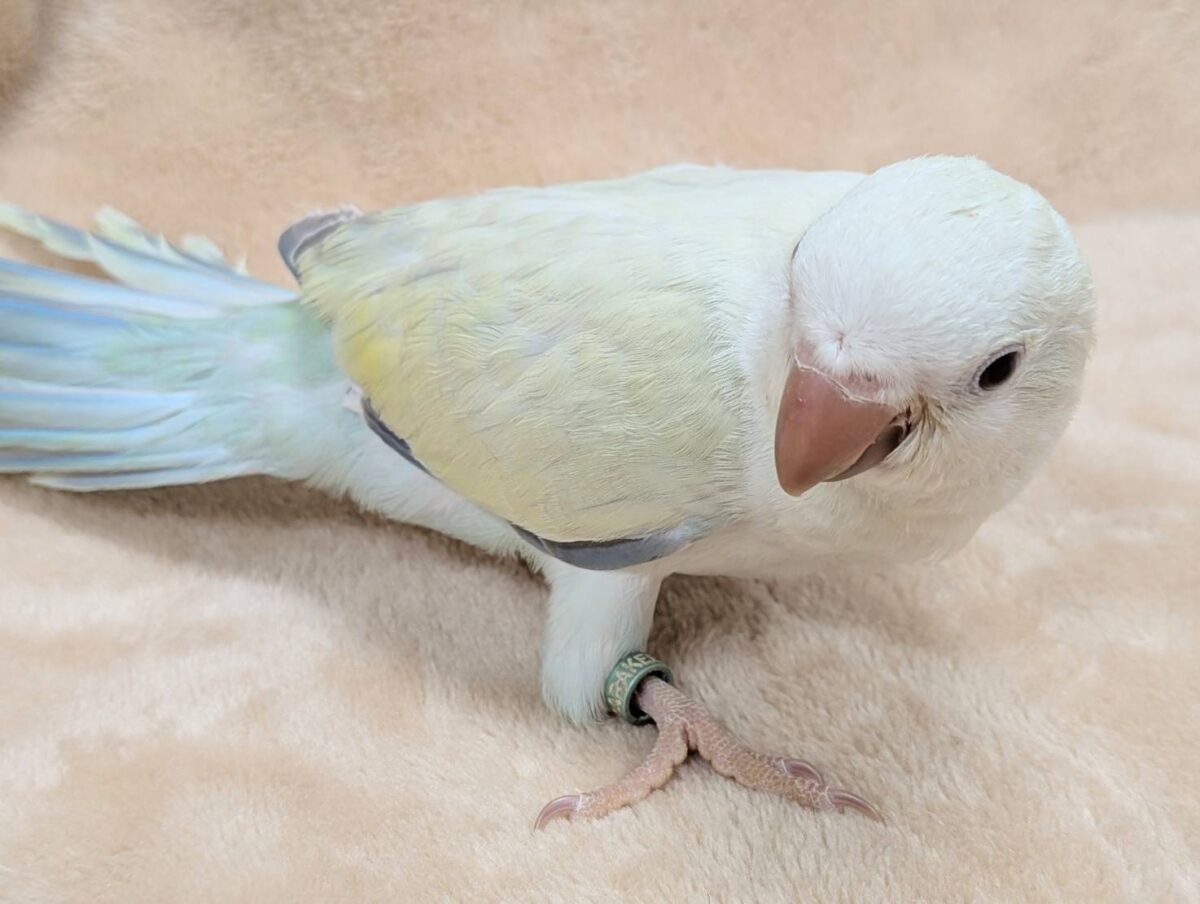 オキナインコ