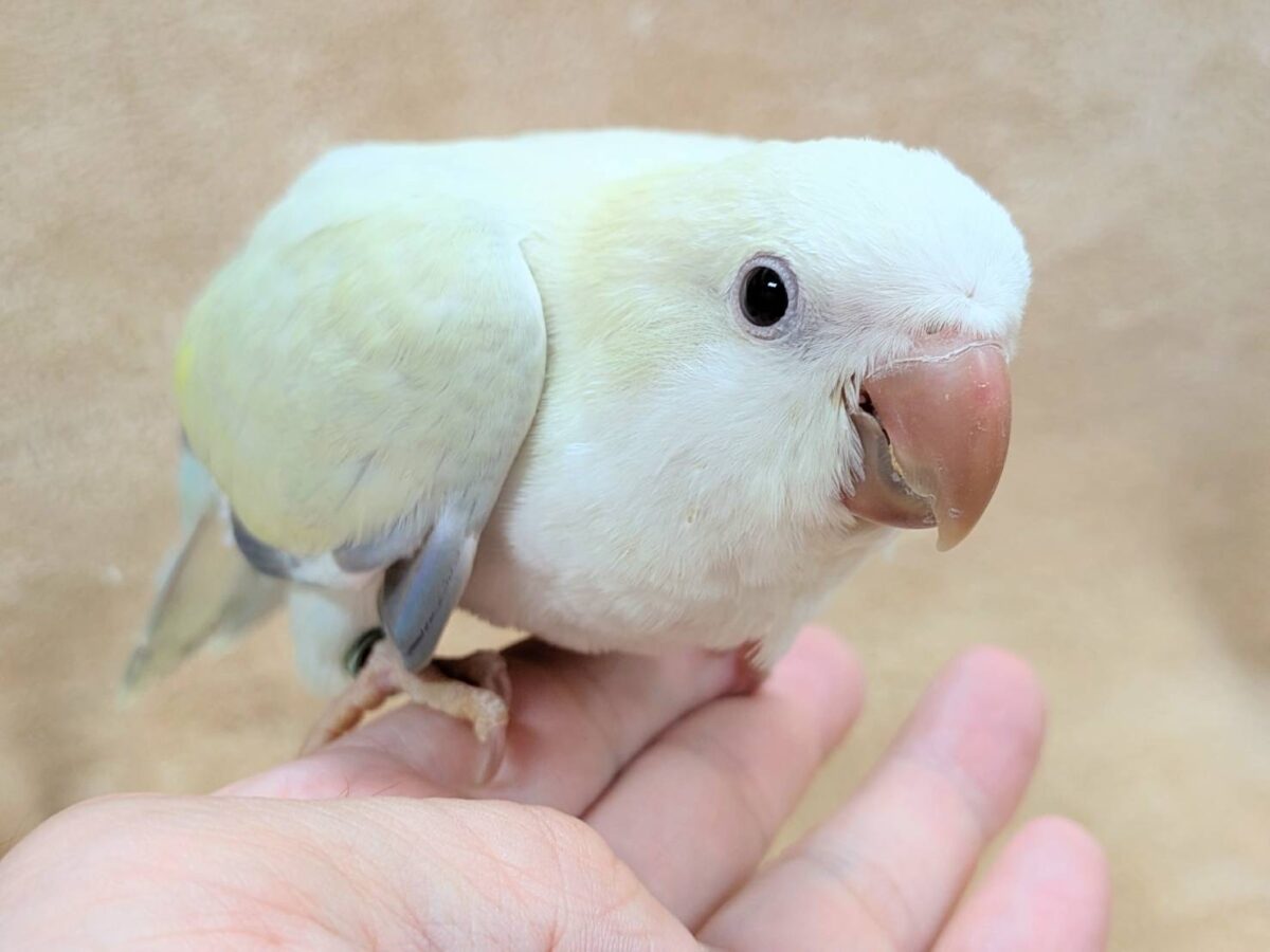 オキナインコ