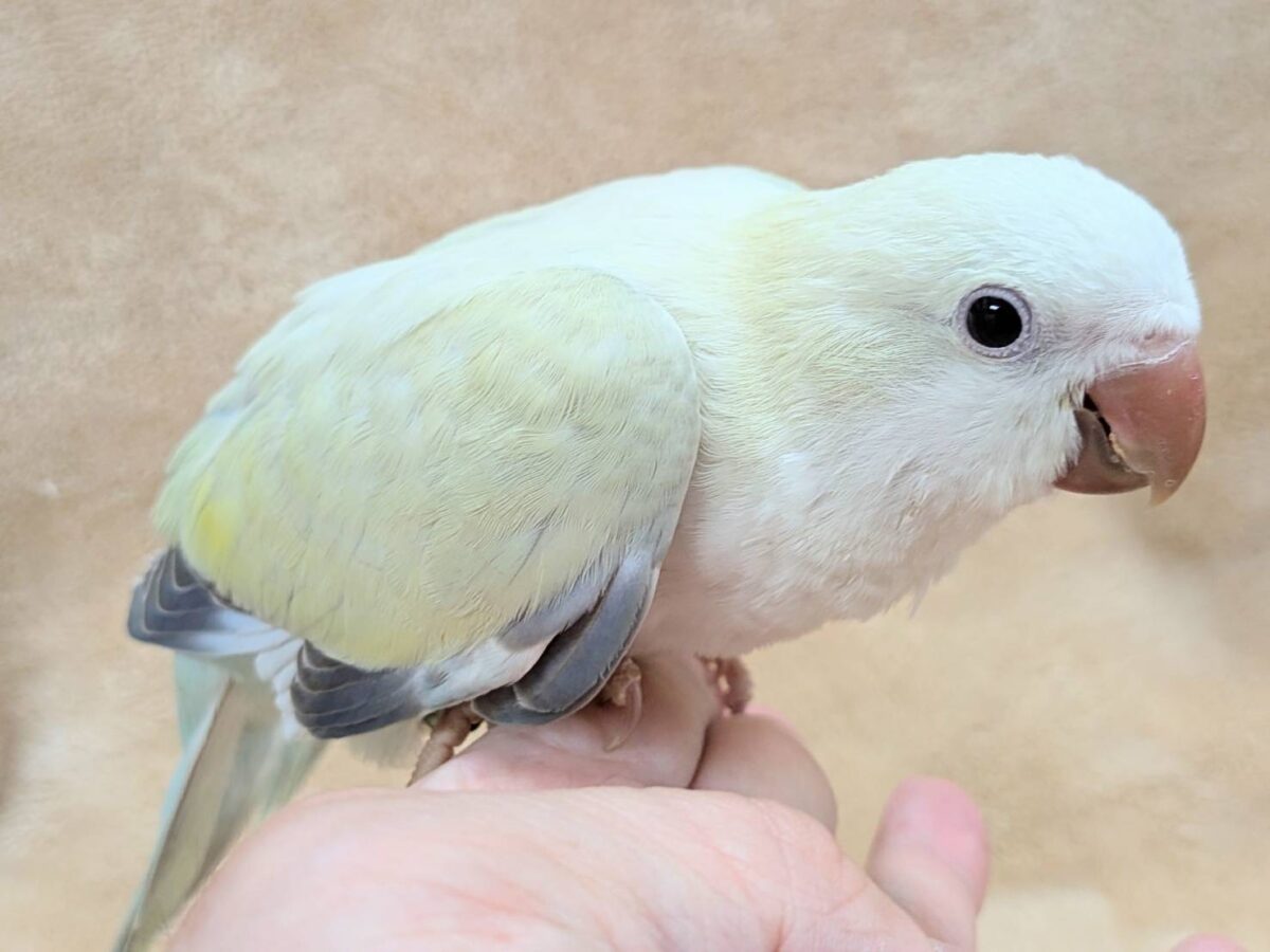 オキナインコ