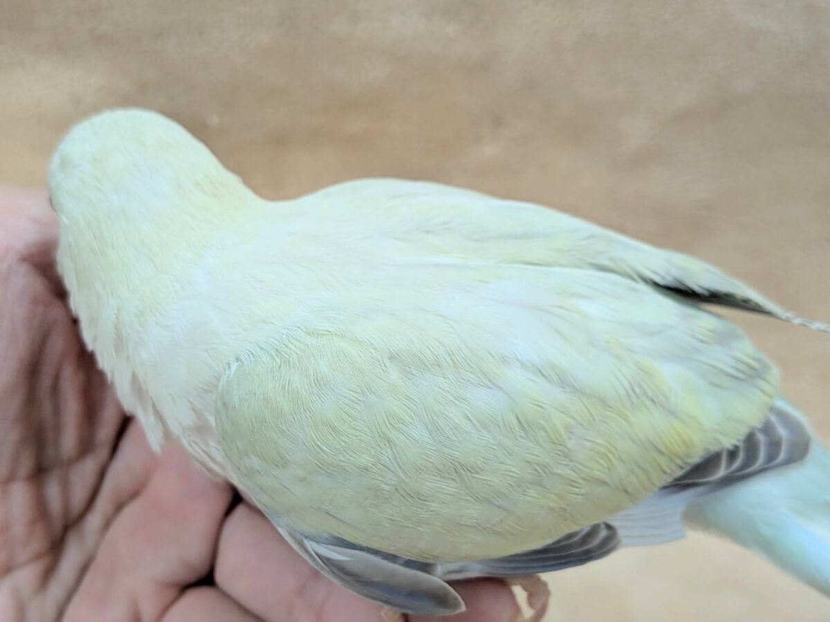 オキナインコ