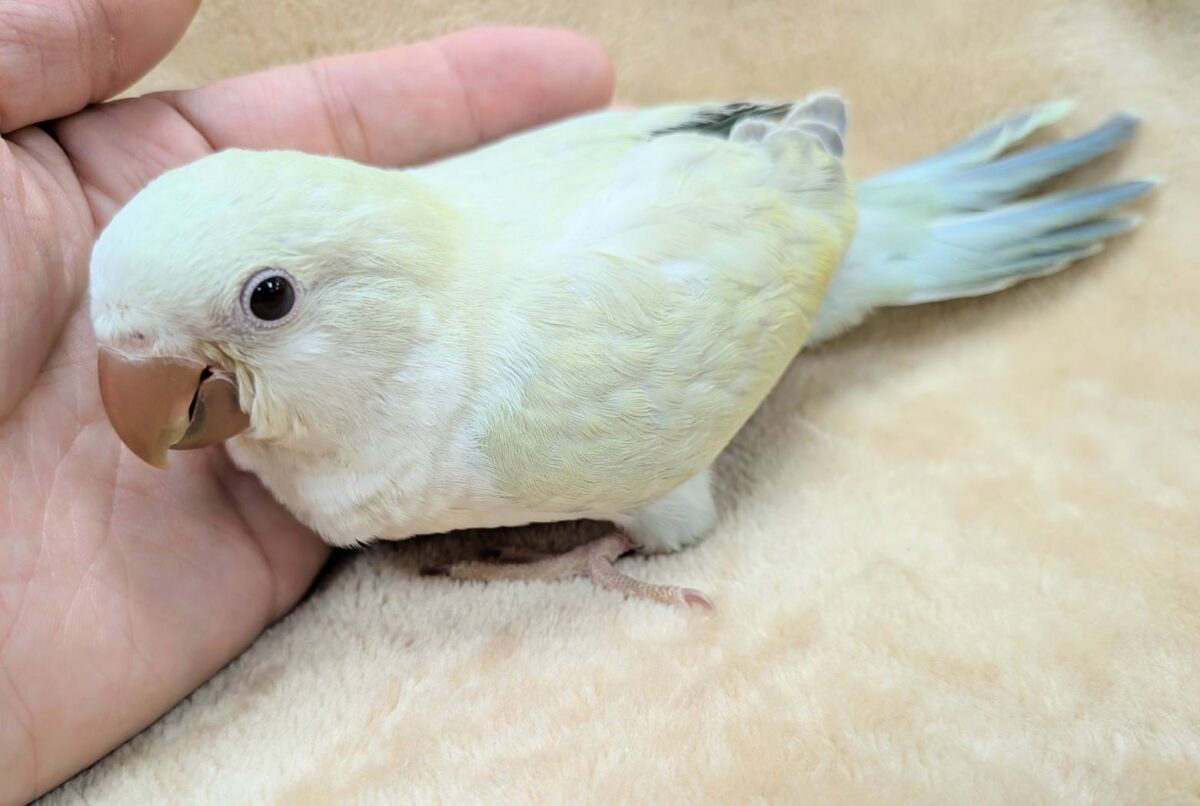 オキナインコ