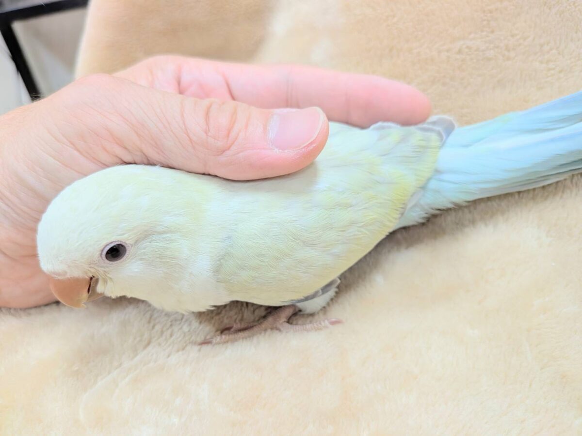 オキナインコ