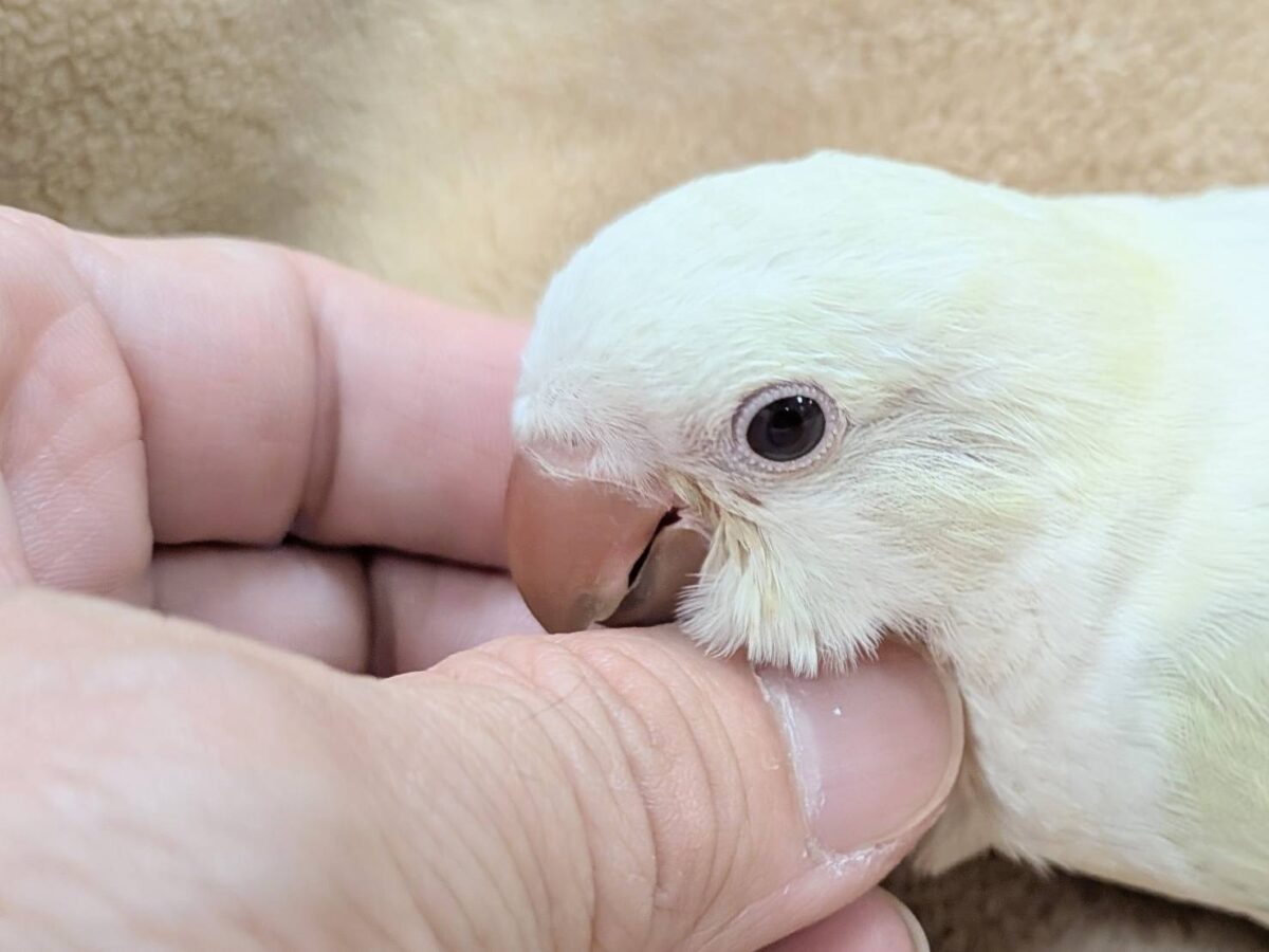 オキナインコ