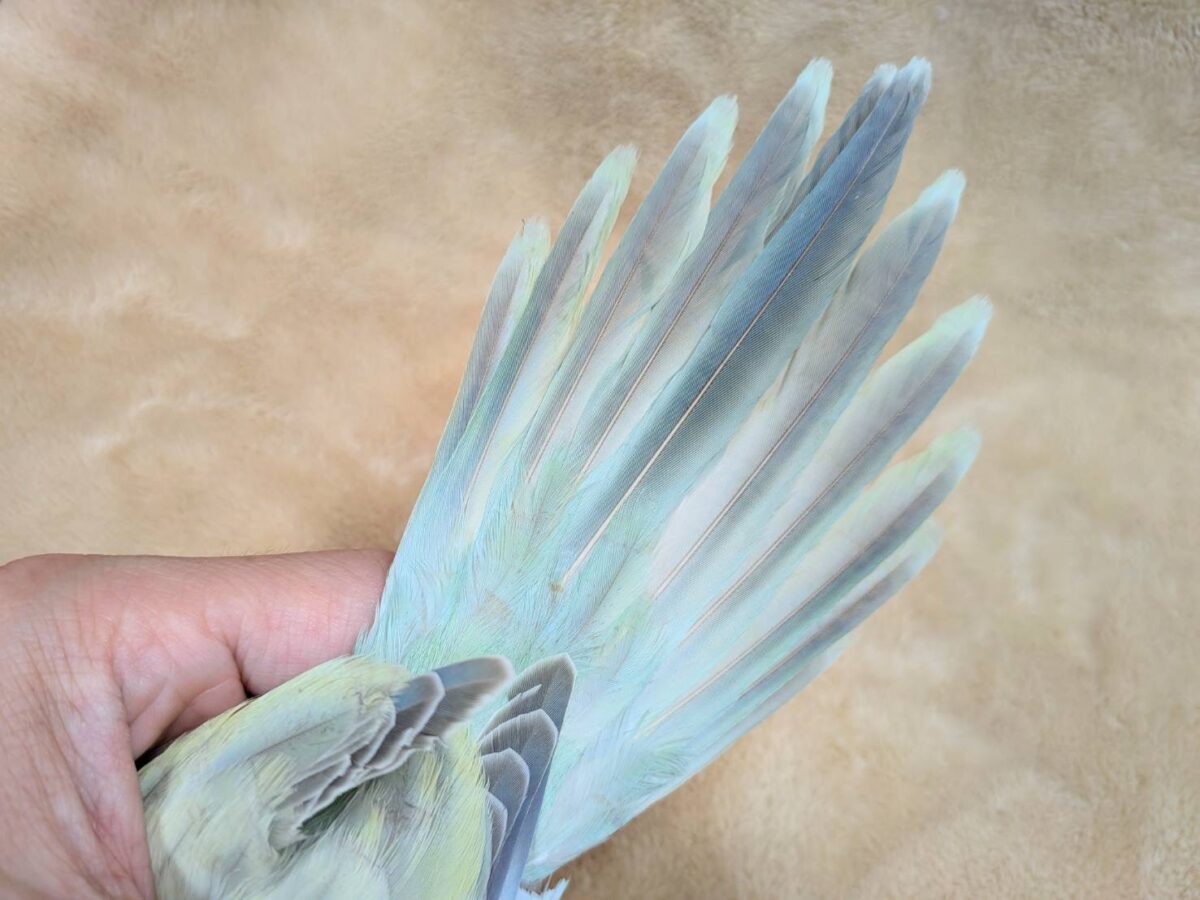 オキナインコ