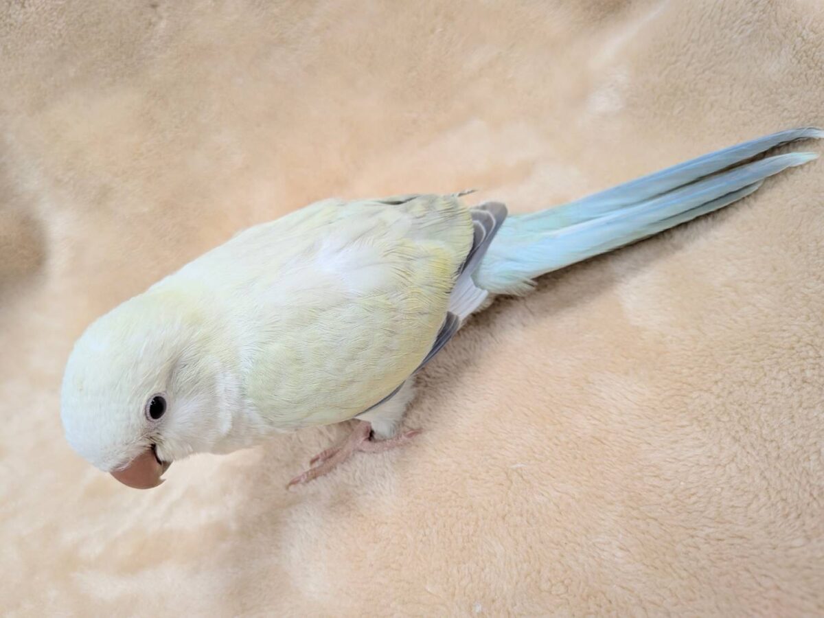 オキナインコ