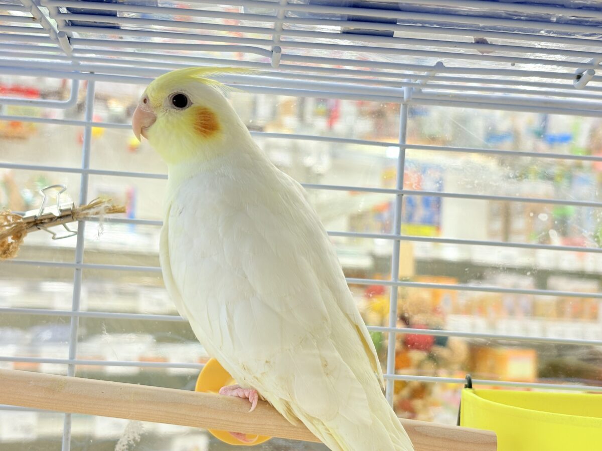 オカメインコ