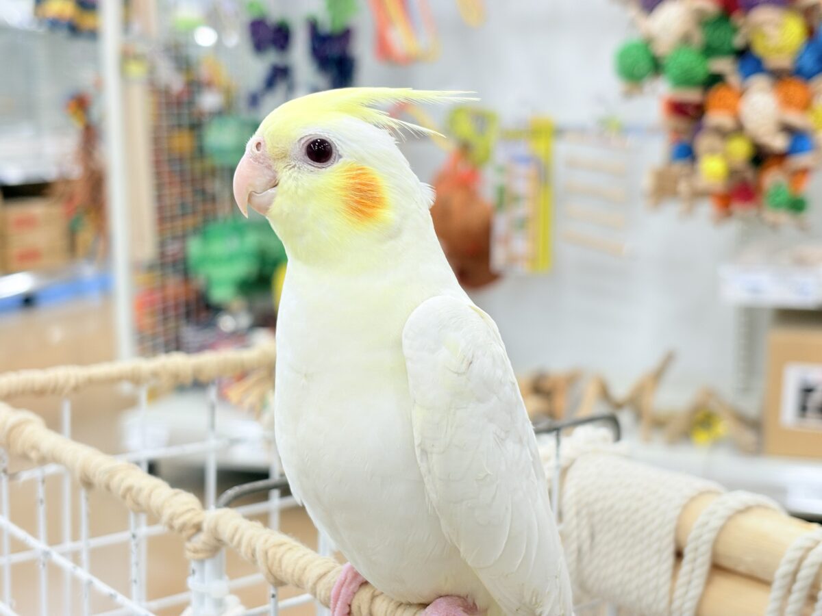 透明感たっぷりの美形さん🫧オカメインコ(ルチノー) オカメインコ