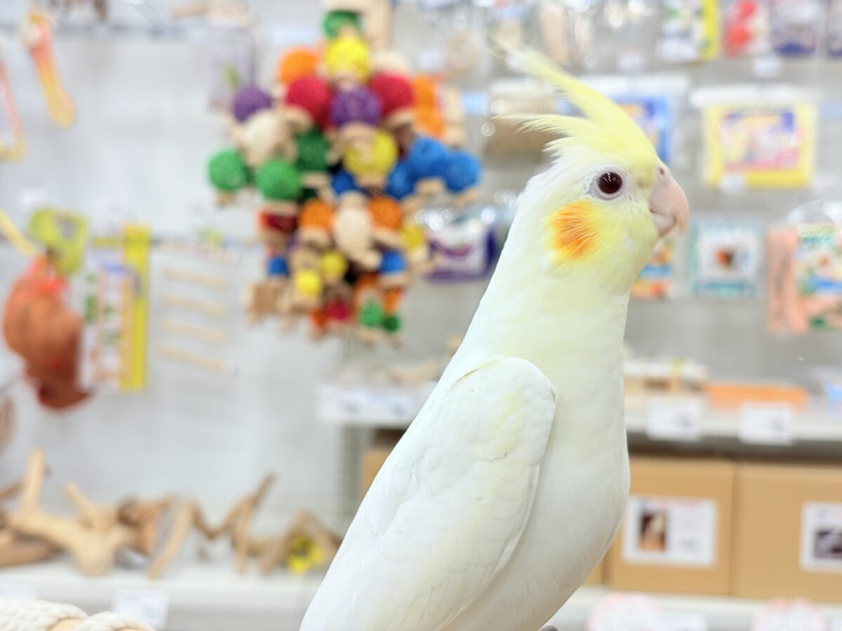 透明感たっぷりの美形さん🫧オカメインコ(ルチノー) オカメインコ