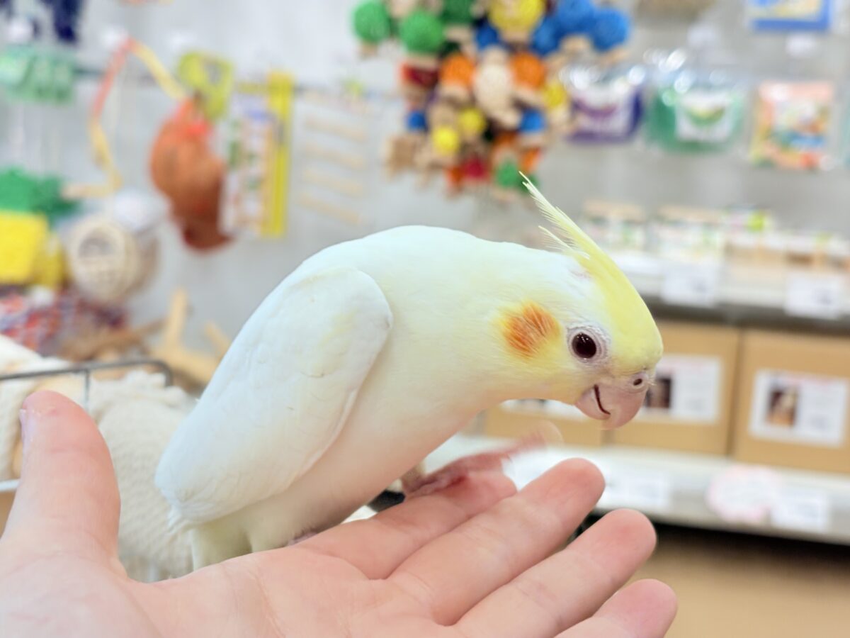 オカメインコ