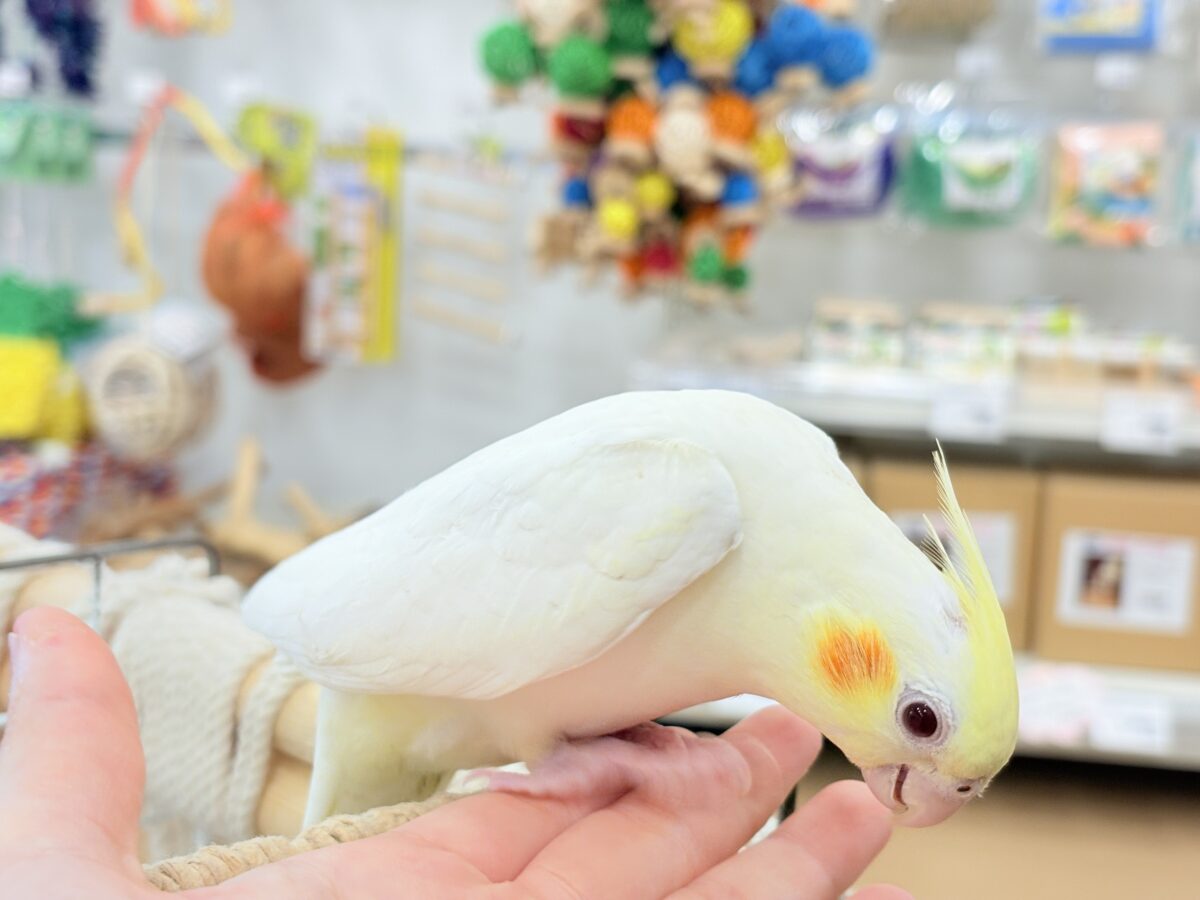 透明感たっぷりの美形さん🫧オカメインコ(ルチノー) オカメインコ