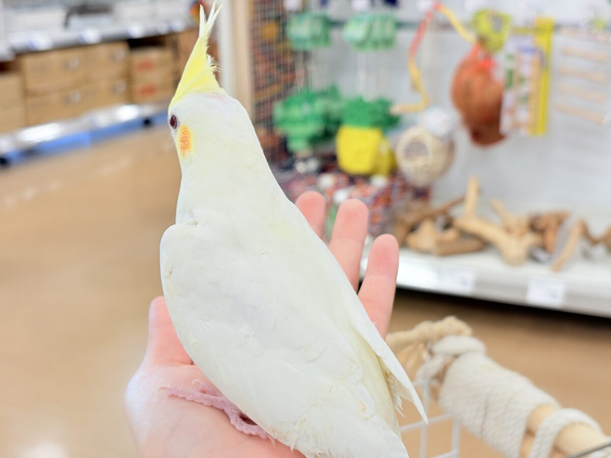 オカメインコ