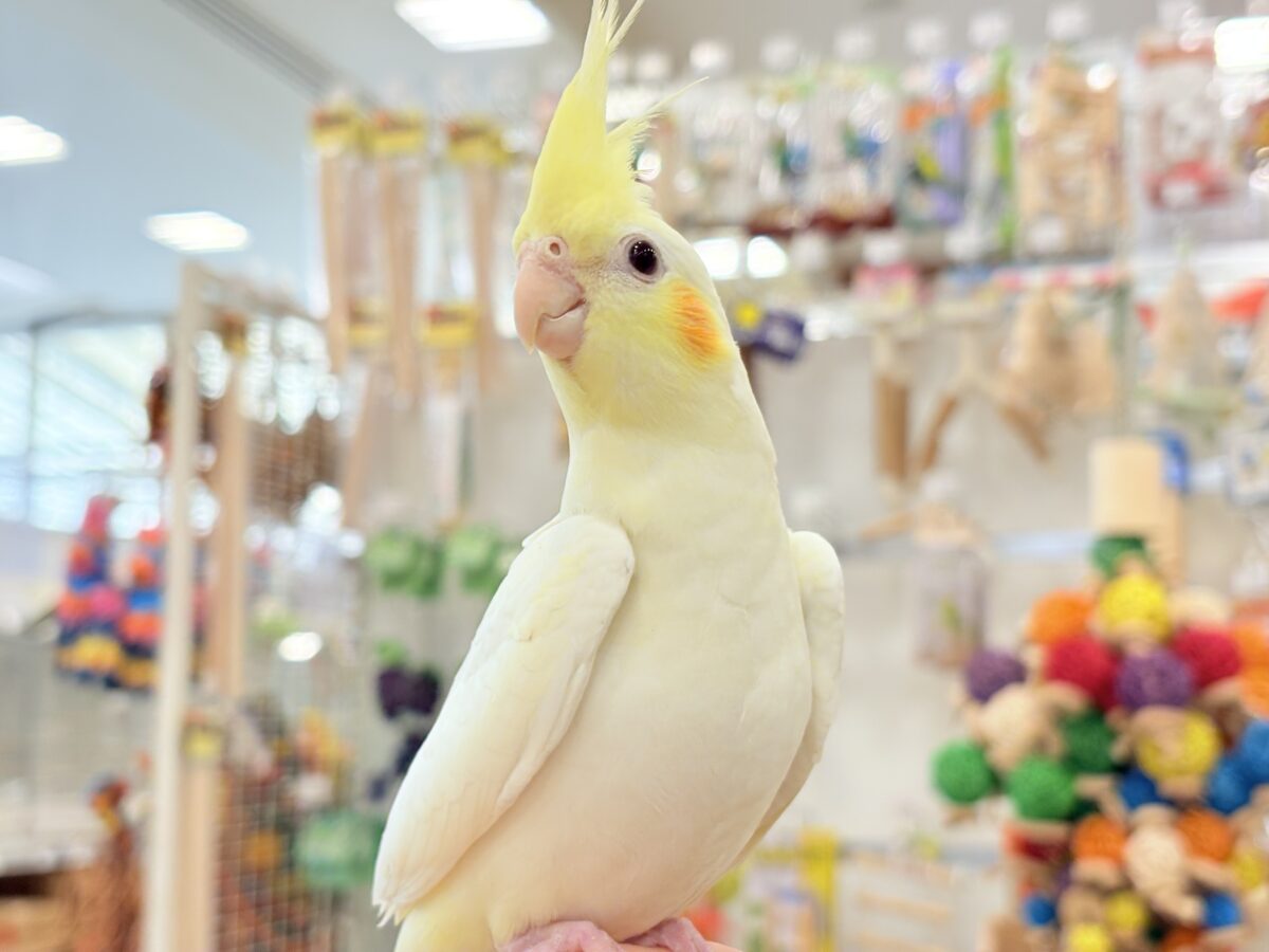 透明感たっぷりの美形さん🫧オカメインコ(ルチノー) オカメインコ