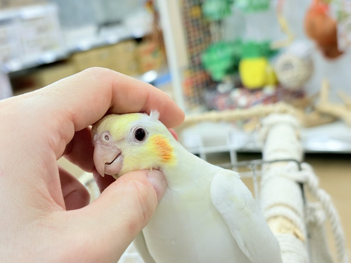 透明感たっぷりの美形さん🫧オカメインコ(ルチノー) オカメインコ