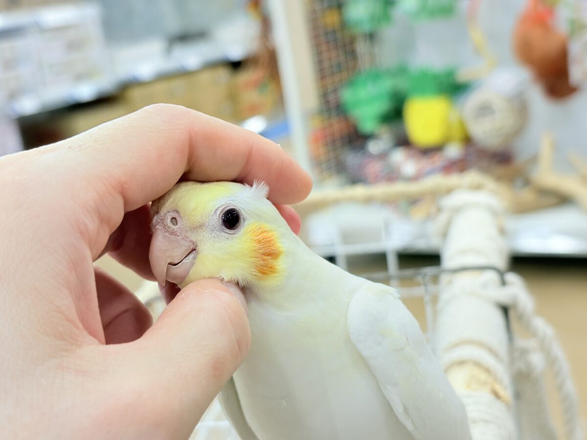 オカメインコ