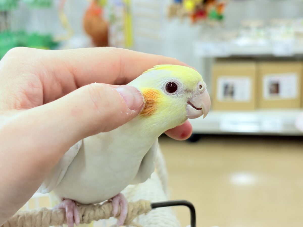 オカメインコ