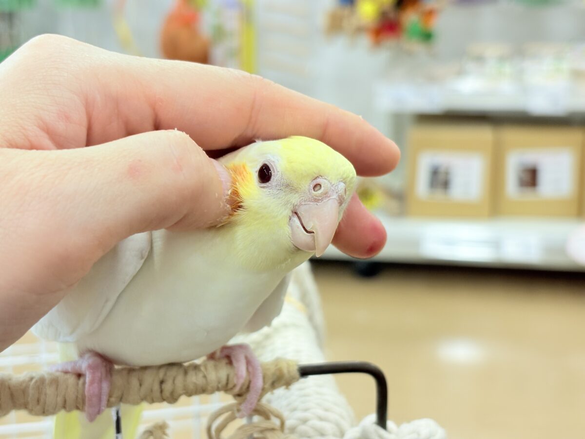 オカメインコ