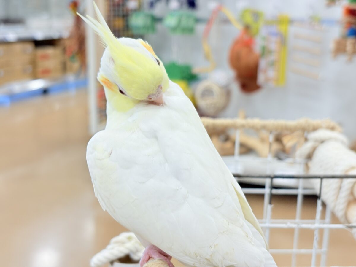 オカメインコ