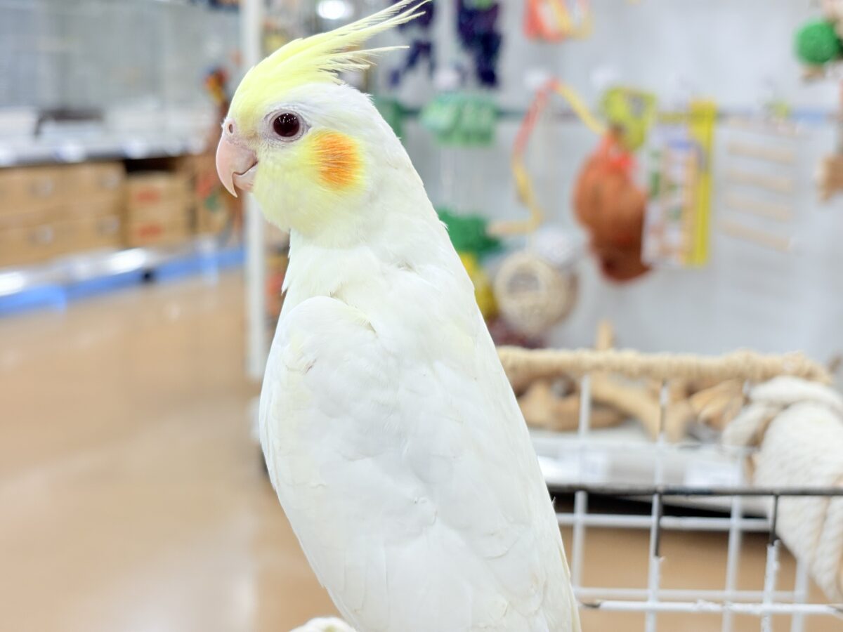 オカメインコ