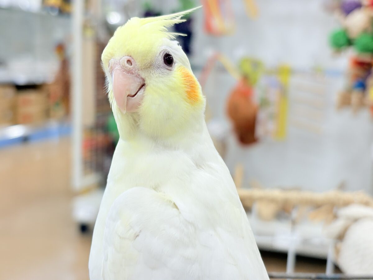 透明感たっぷりの美形さん🫧オカメインコ(ルチノー) オカメインコ