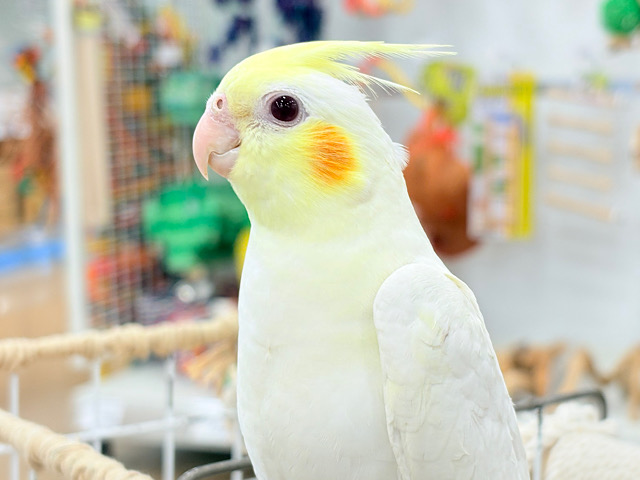 透明感たっぷりの美形さん🫧オカメインコ(ルチノー) 透明感たっぷりの美形さん🫧オカメインコ(ルチノー)