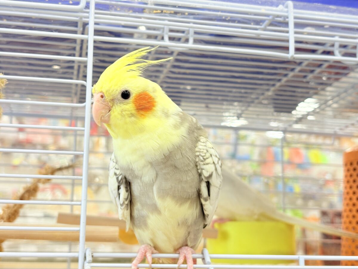 たくさんなでて甘やかしてねっ🐥🪅オカメインコ(パールパイド) オカメインコ