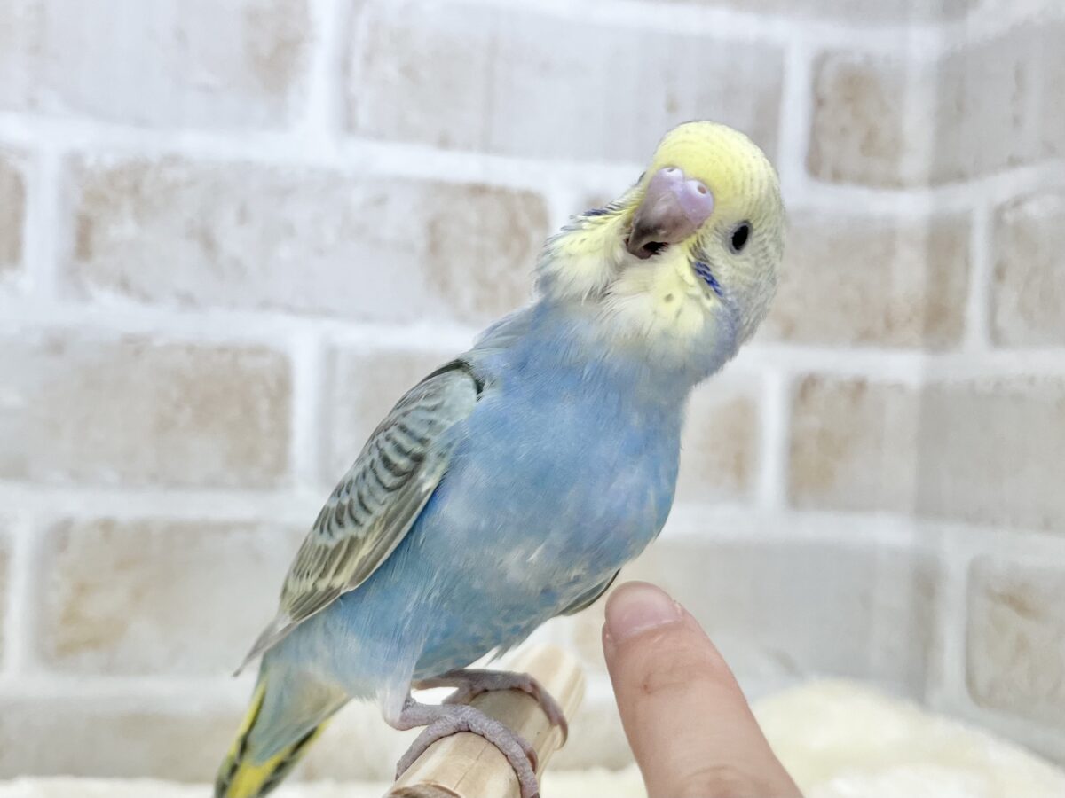 セキセイインコ