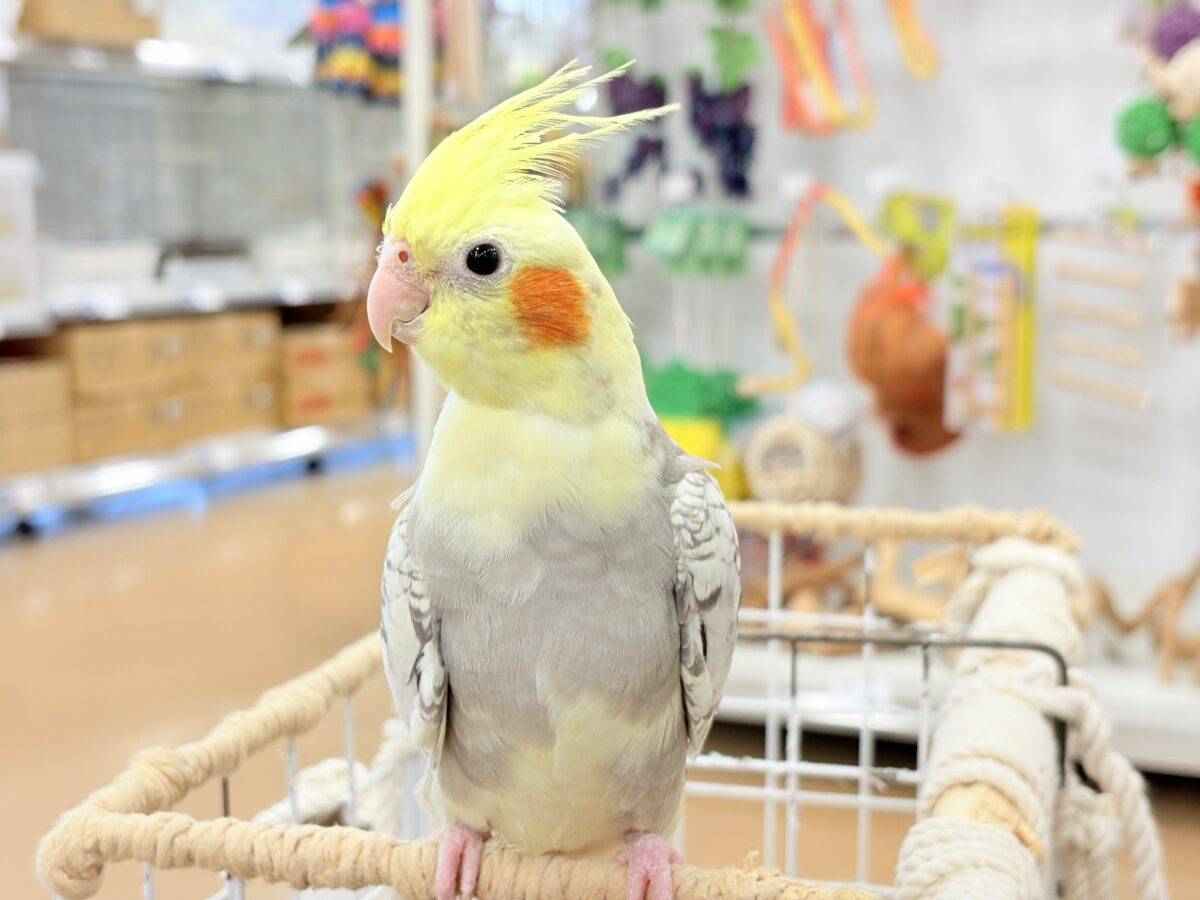 オカメインコ