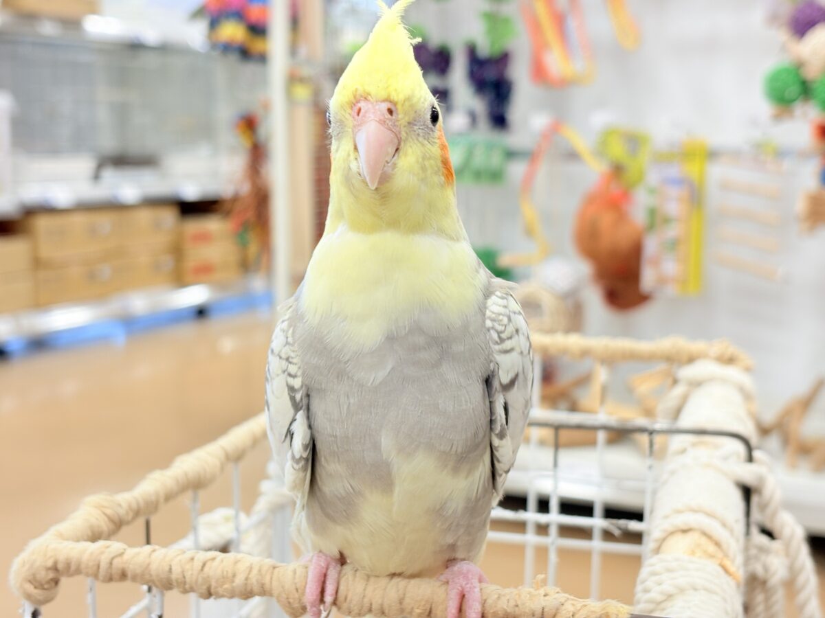 オカメインコ