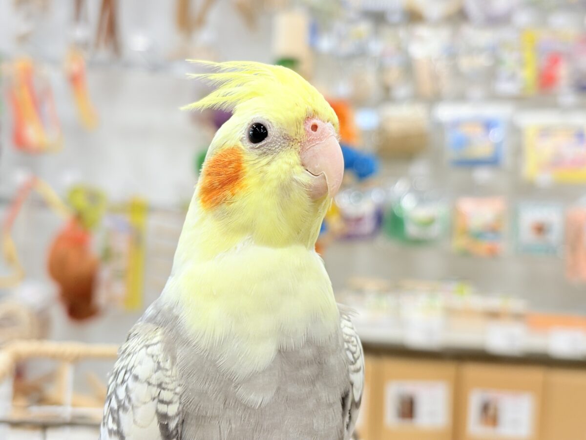 オカメインコ