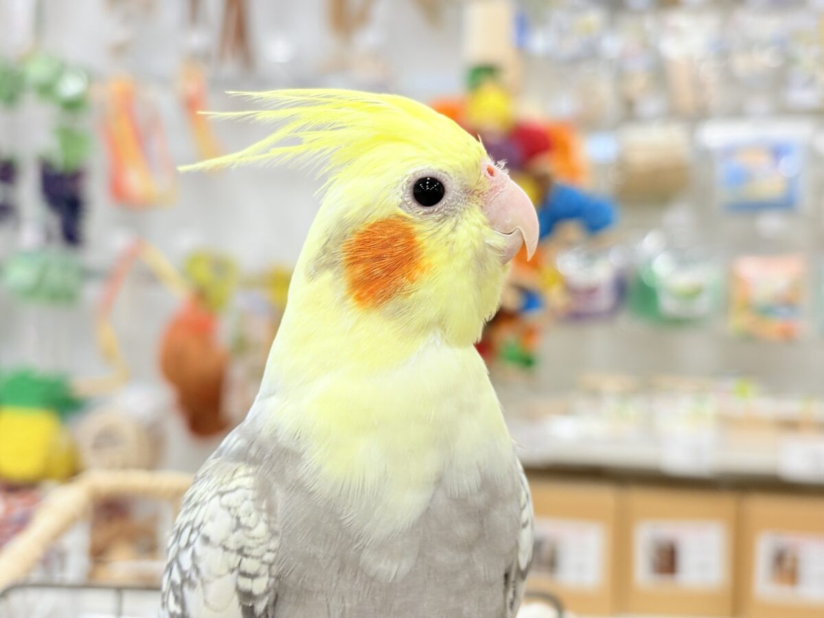 オカメインコ