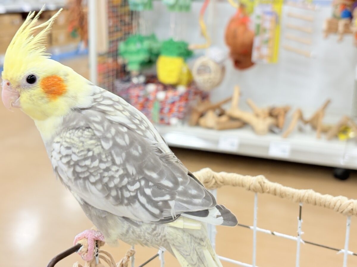 たくさんなでて甘やかしてねっ🐥🪅オカメインコ(パールパイド) オカメインコ