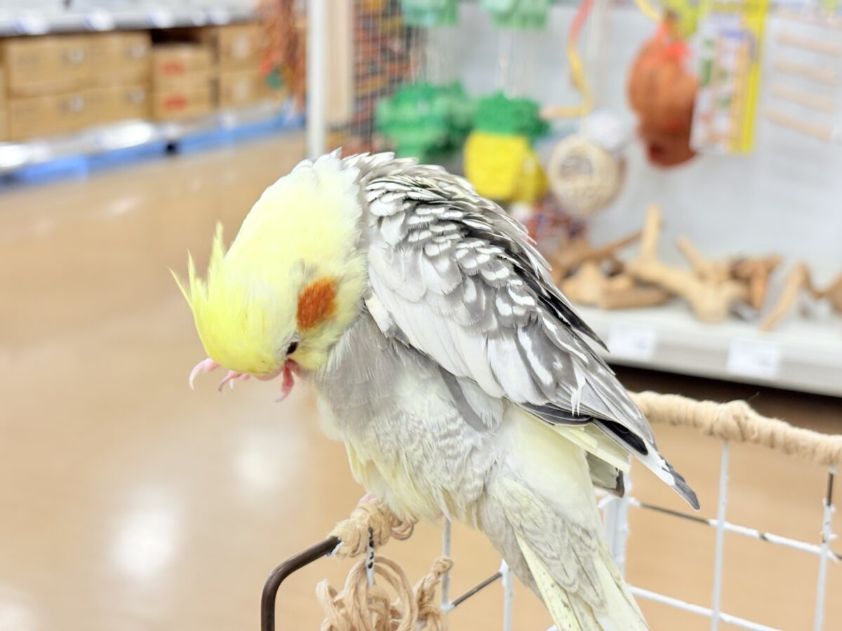 オカメインコ