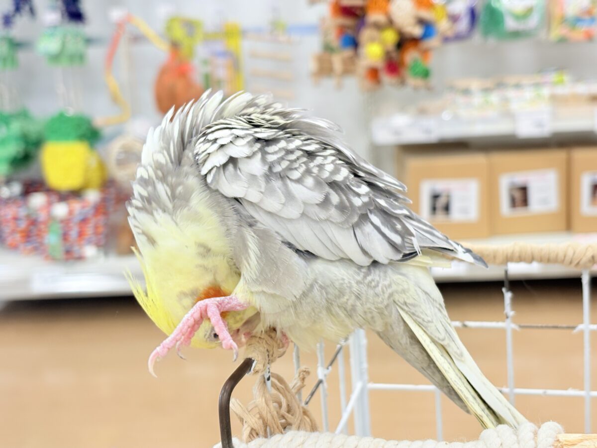 オカメインコ