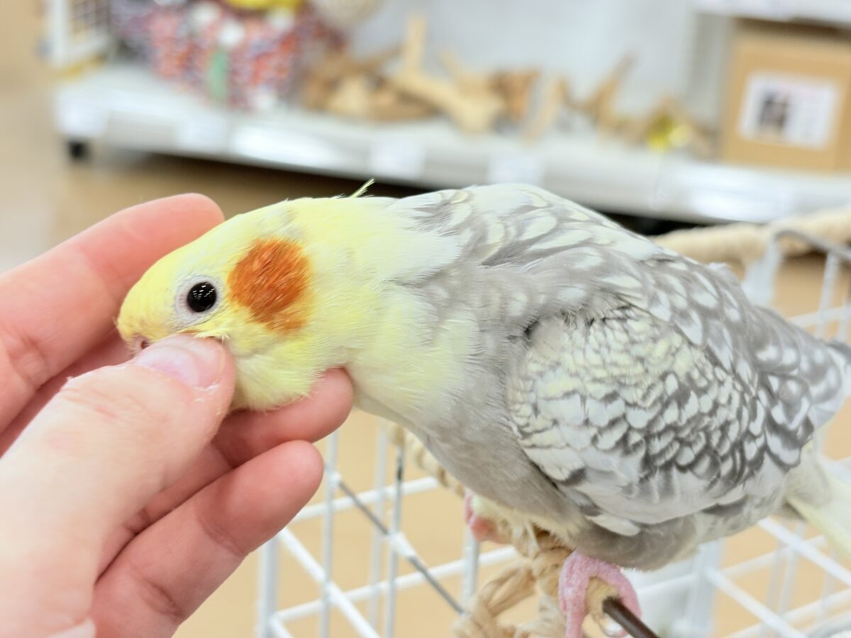 オカメインコ