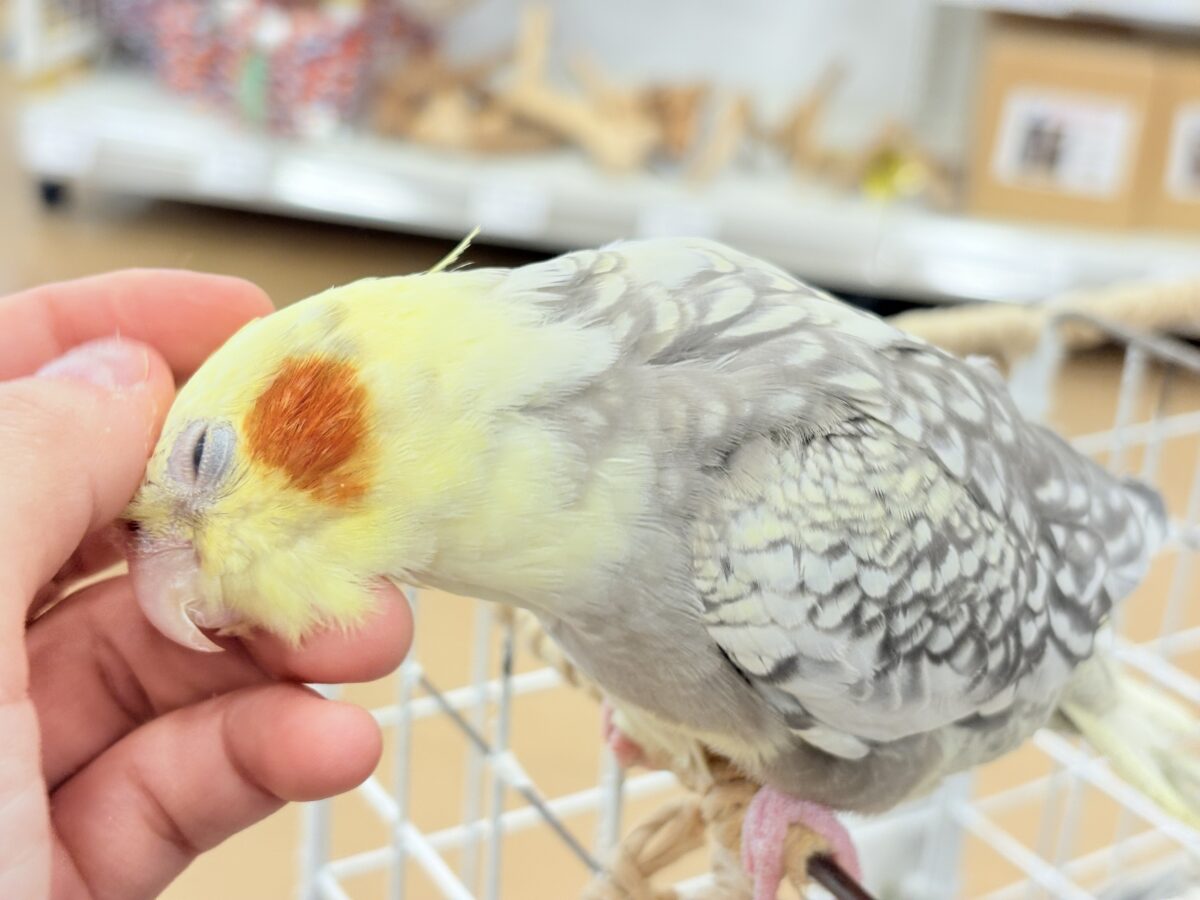たくさんなでて甘やかしてねっ🐥🪅オカメインコ(パールパイド) オカメインコ