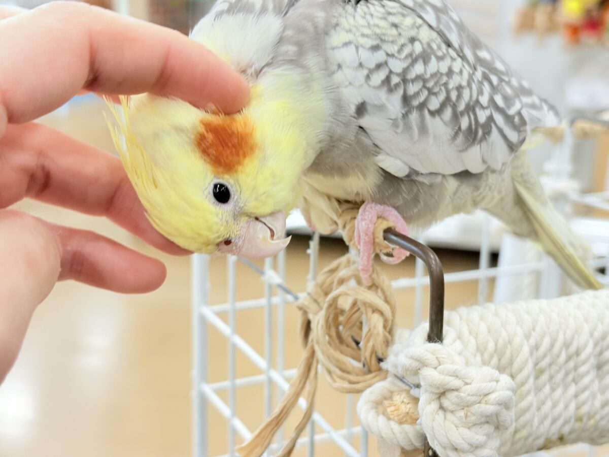 たくさんなでて甘やかしてねっ🐥🪅オカメインコ(パールパイド) オカメインコ