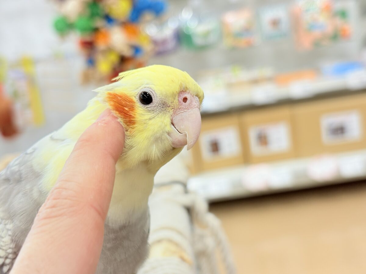オカメインコ