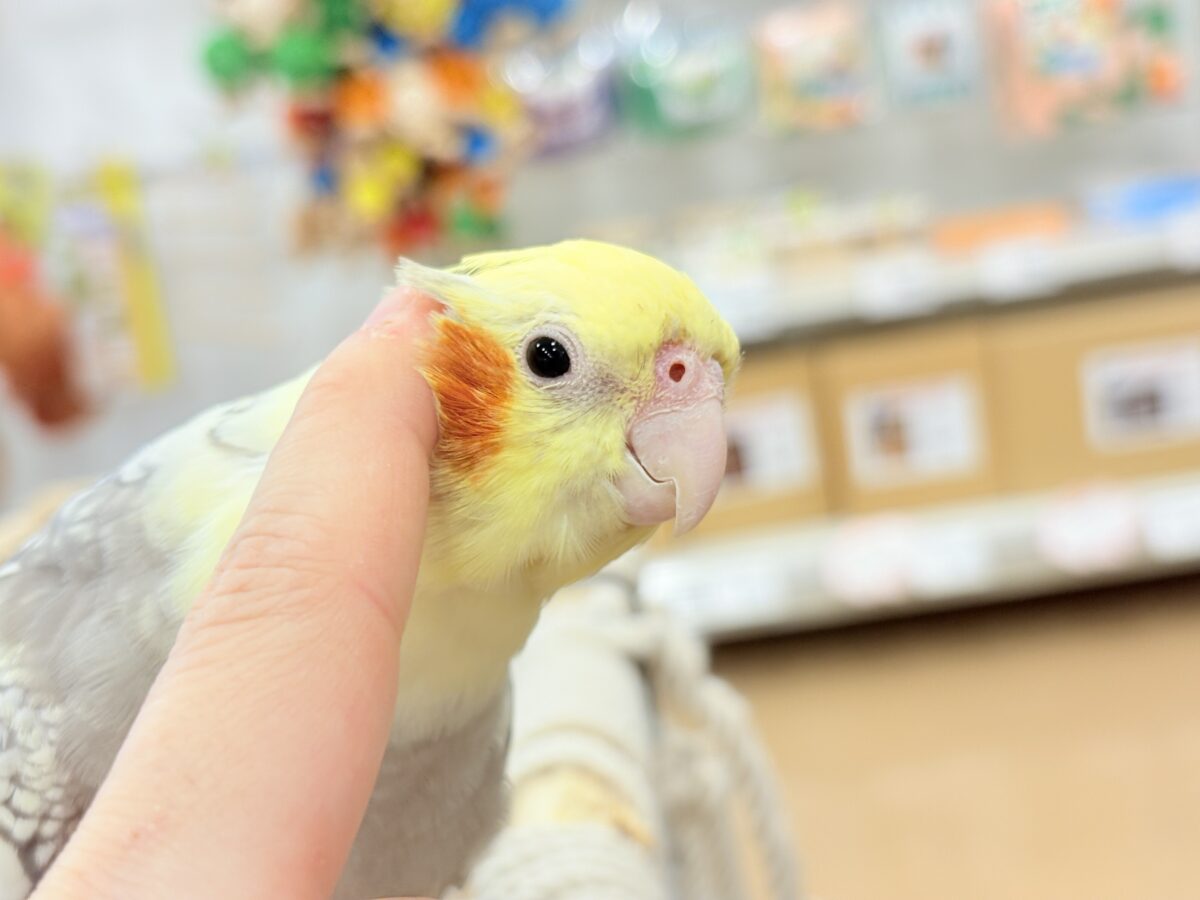 オカメインコ