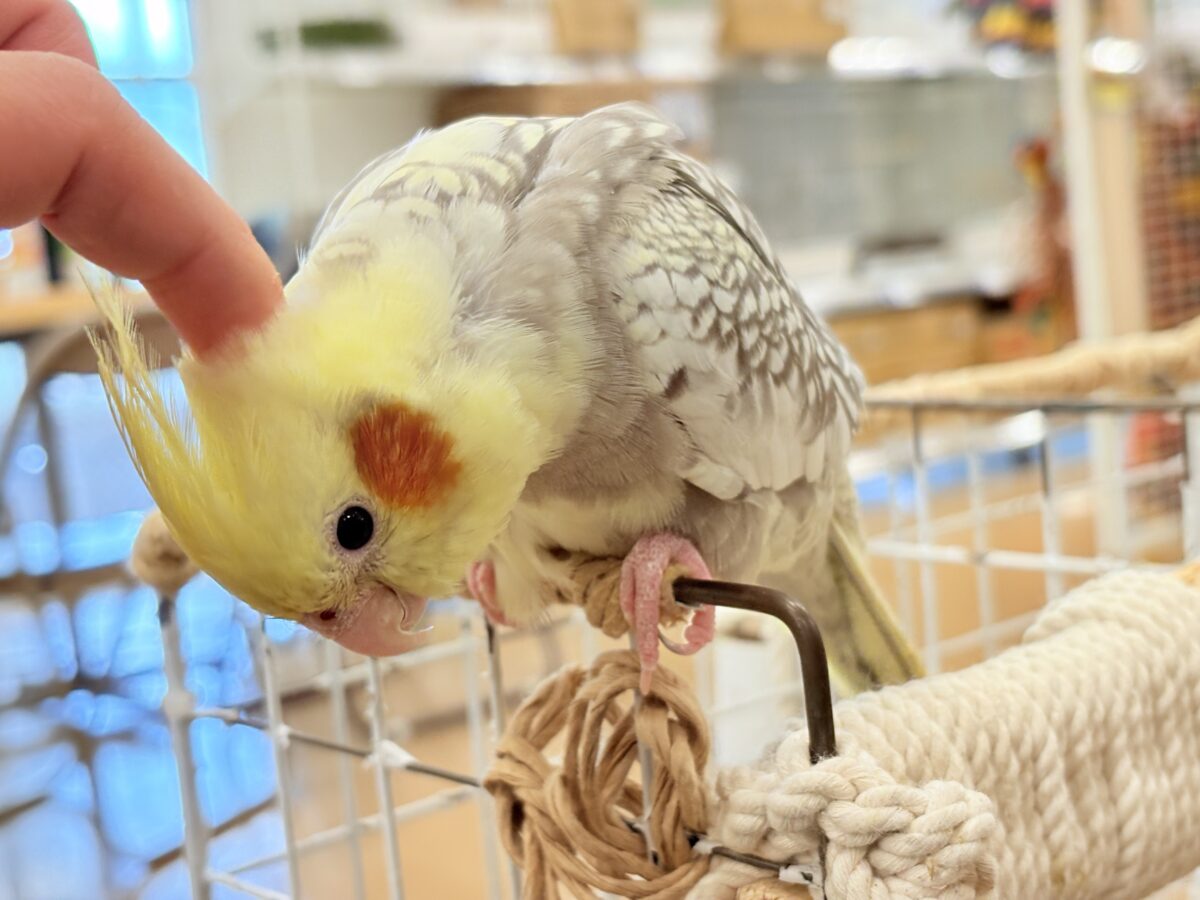 オカメインコ