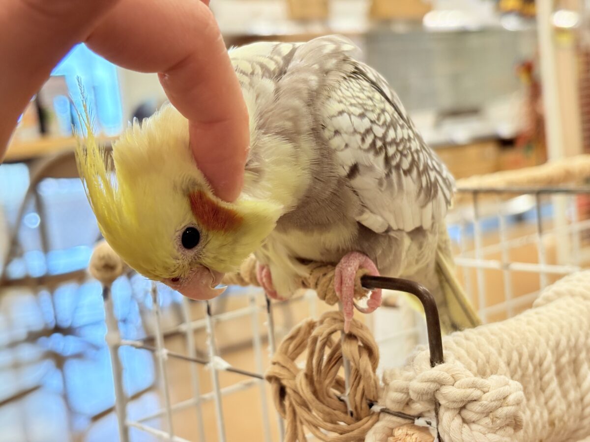 たくさんなでて甘やかしてねっ🐥🪅オカメインコ(パールパイド) オカメインコ
