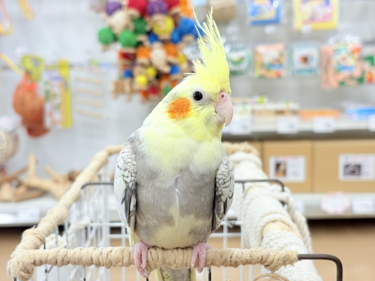 たくさんなでて甘やかしてねっ🐥🪅オカメインコ(パールパイド) オカメインコ
